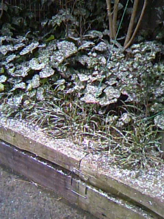 積もってきたぞ
