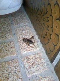 コオロギ 2010/08/31 23:33:03