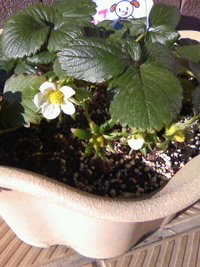 いちご 2011/01/19 09:12:07