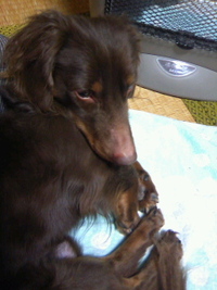 いたずらっ子 2011/03/11 09:02:16