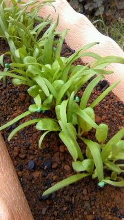 ほうれん草 2011/04/13 16:00:00