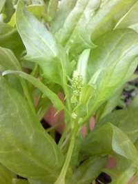 ほうれん草 2011/04/25 11:36:34