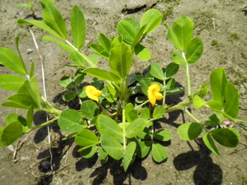 落花生の開花