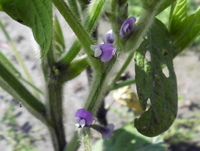 大豆の花と害虫