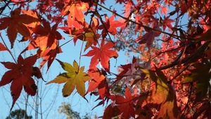 紅葉。