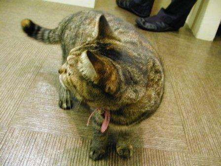 夜のお客様？！