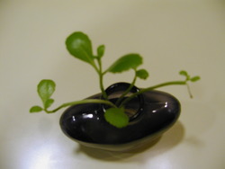 葉から芽。