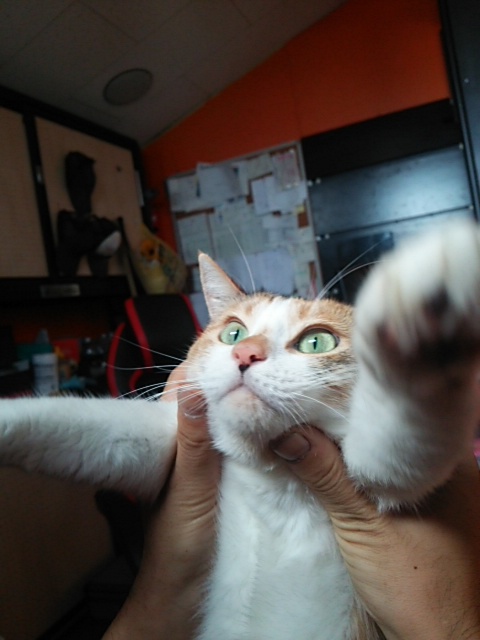 悪かったとは思っていない