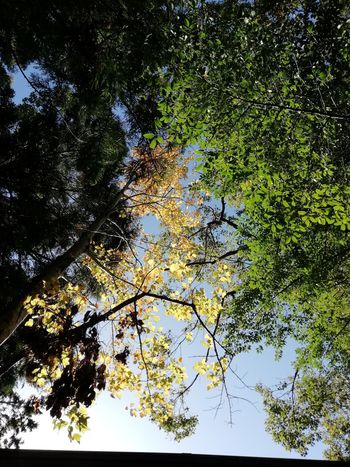 井伊谷宮の紅葉。