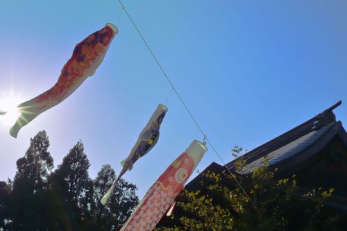 こいのぼり④