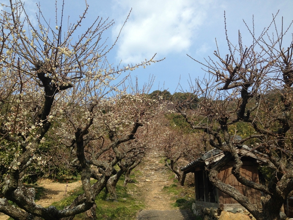 長楽寺　　梅のトンネル　　　もう見ごろ？　