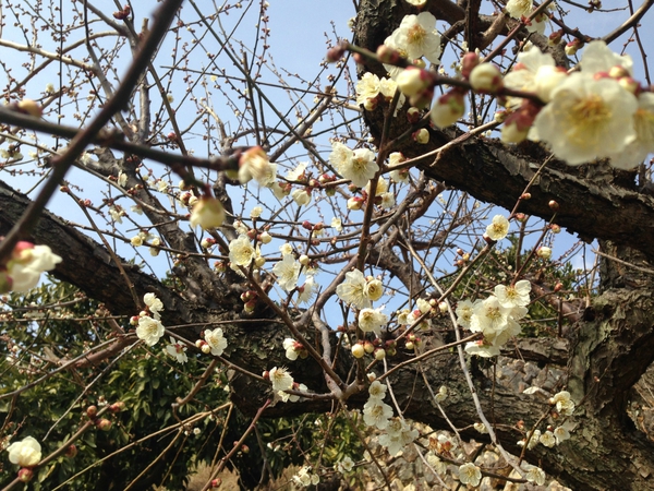 長楽寺　　梅のトンネル　　　もう見ごろ？　