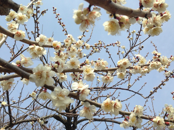 長楽寺　　梅のトンネル　　　もう見ごろ？　