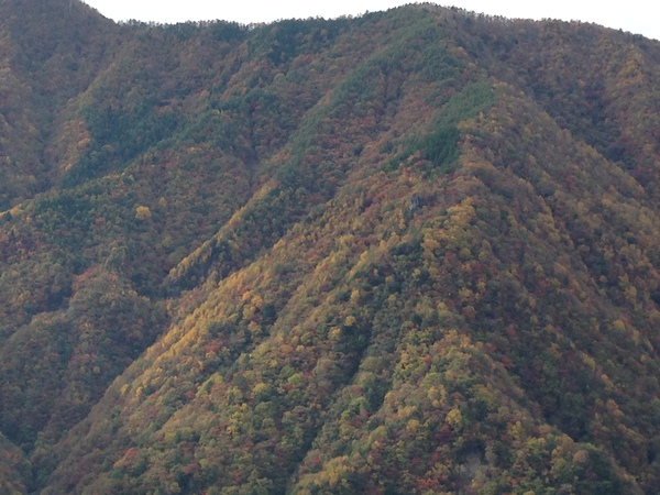 信州　は　　紅葉　　真っ盛り　☆