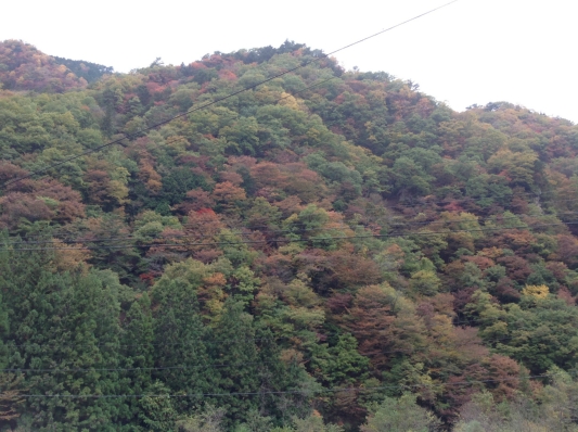 信州　は　　紅葉　　真っ盛り　☆
