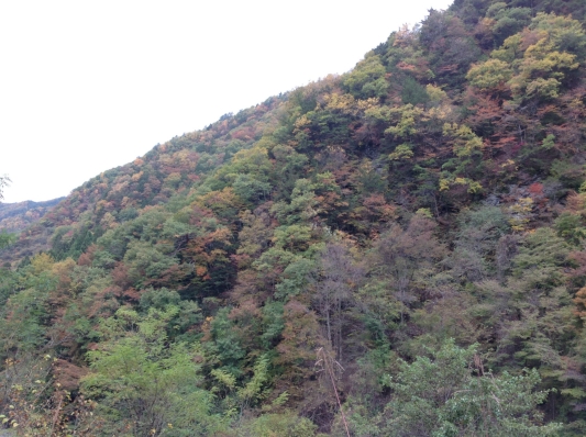 信州　は　　紅葉　　真っ盛り　☆