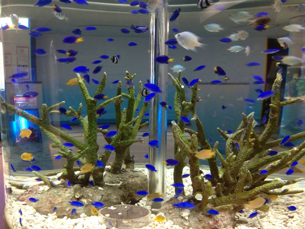 東海大学海洋科学博物館　行ってきた　☆