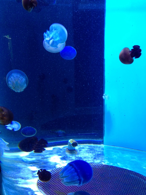 東海大学海洋科学博物館　行ってきた　☆