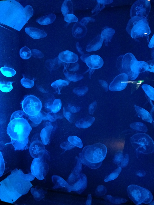 東海大学海洋科学博物館　行ってきた　☆