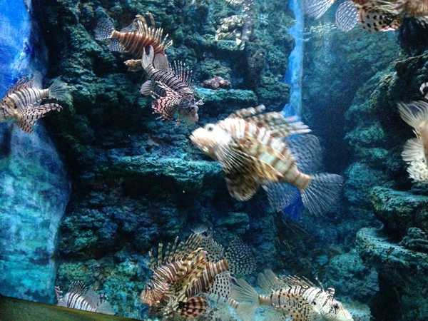 東海大学海洋科学博物館　行ってきた　☆