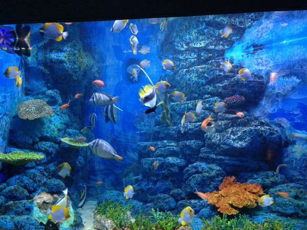 東海大学海洋科学博物館　行ってきた　☆