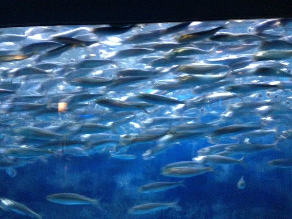 東海大学海洋科学博物館　行ってきた　☆