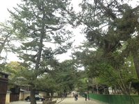 今　ふたたびの　　・・　　奈良国立博物館　　☆