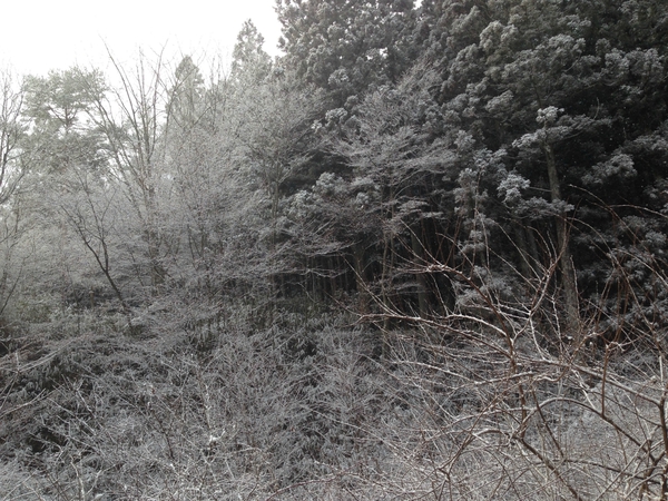 立春ですが　　雪に　　襲われました・・・