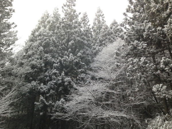 立春ですが　　雪に　　襲われました・・・