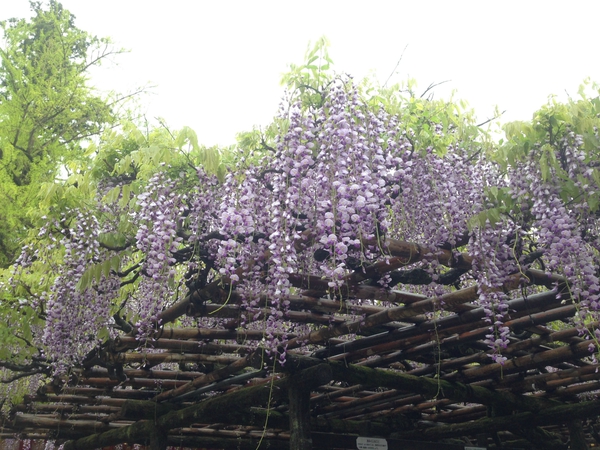世界遺産　　春日大社　　へも　　テクテク　☆