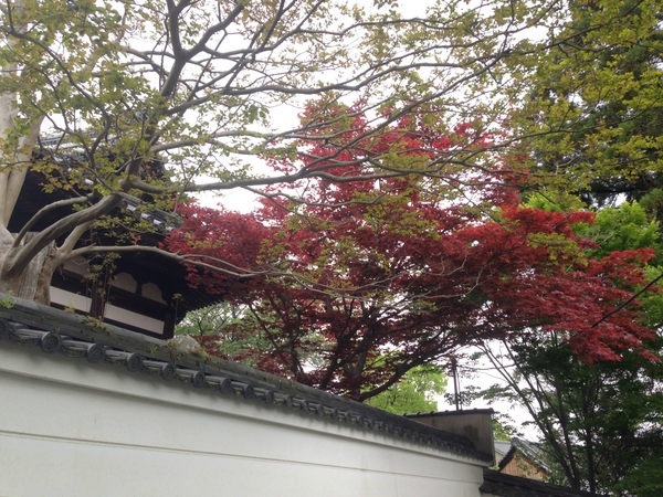 いま　ふたたびの　世界遺産　平等院　　☆