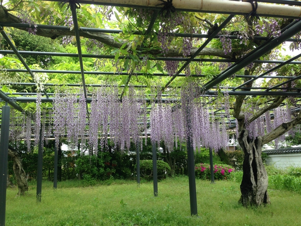 いま　ふたたびの　世界遺産　平等院　　☆
