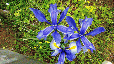 ★庭園の花模様★