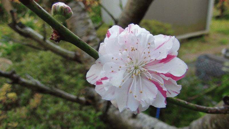 ★花桃の花★