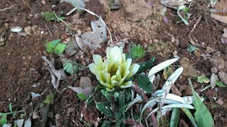 ★庭の花★