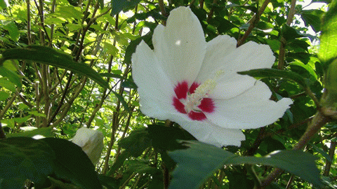 ★暑さの中の花★
