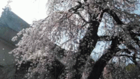 ★龍源院の枝垂れ桜★彼岸墓参り