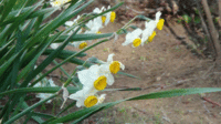 ★今日の庭園★スイセンの花 2022/02/02 15:12:57