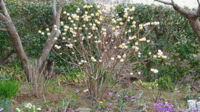 ★今日のミツマタの花★進む開花 2022/03/15 09:16:01