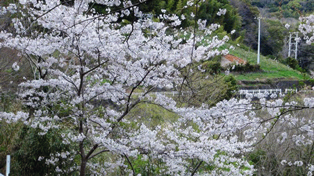 ★今日の桜★焼津市高草山