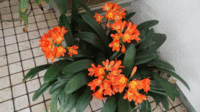 ★今日の花★ｸﾝｼﾗﾝ・ﾊﾅﾐｽﾞｷ 2022/04/23 12:56:24