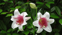 ★今日の庭園★ユリの花 2022/06/16 16:34:29