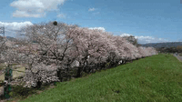 ★桜満開★狩野川リバーサイド公園 2023/03/29 15:13:38