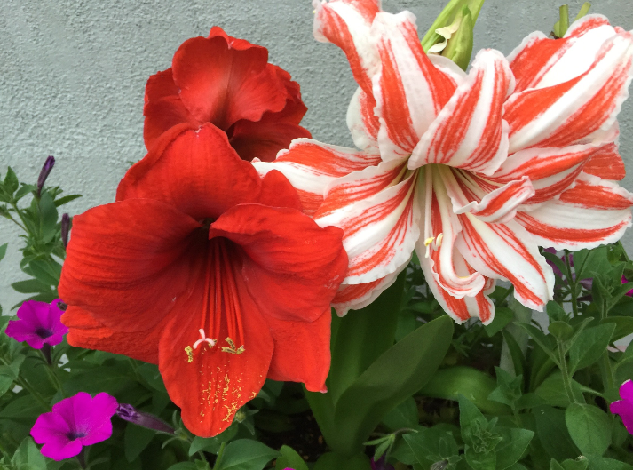 ★アマリリス開花★