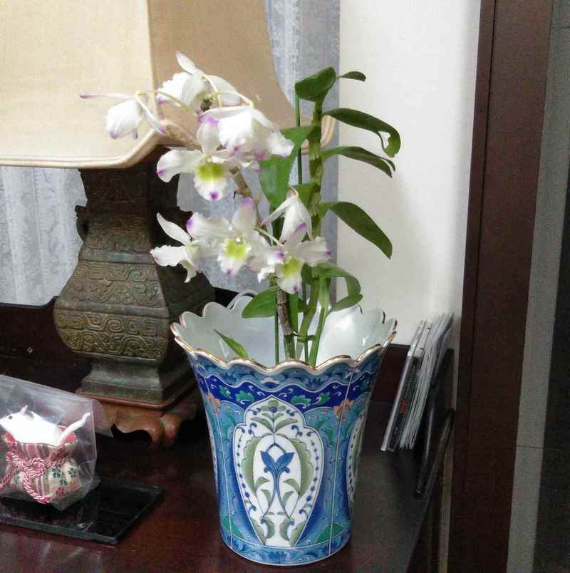★セロジネ開花★