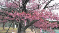 ★今日の山の会★土肥桜～恋人岬 2022/01/27 12:53:04