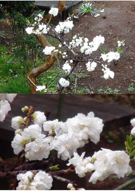 ★今日の庭園★桃の花満開