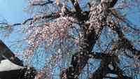 ★しだれ桜★龍源院