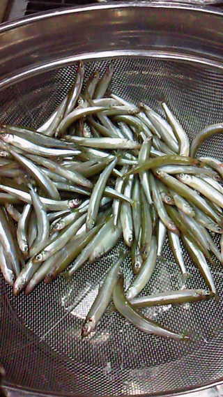ぎょ魚、ギョぉｫ！！
