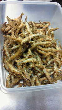 ぎょ魚、ギョぉｫ！！ 2012/02/26 00:30:45